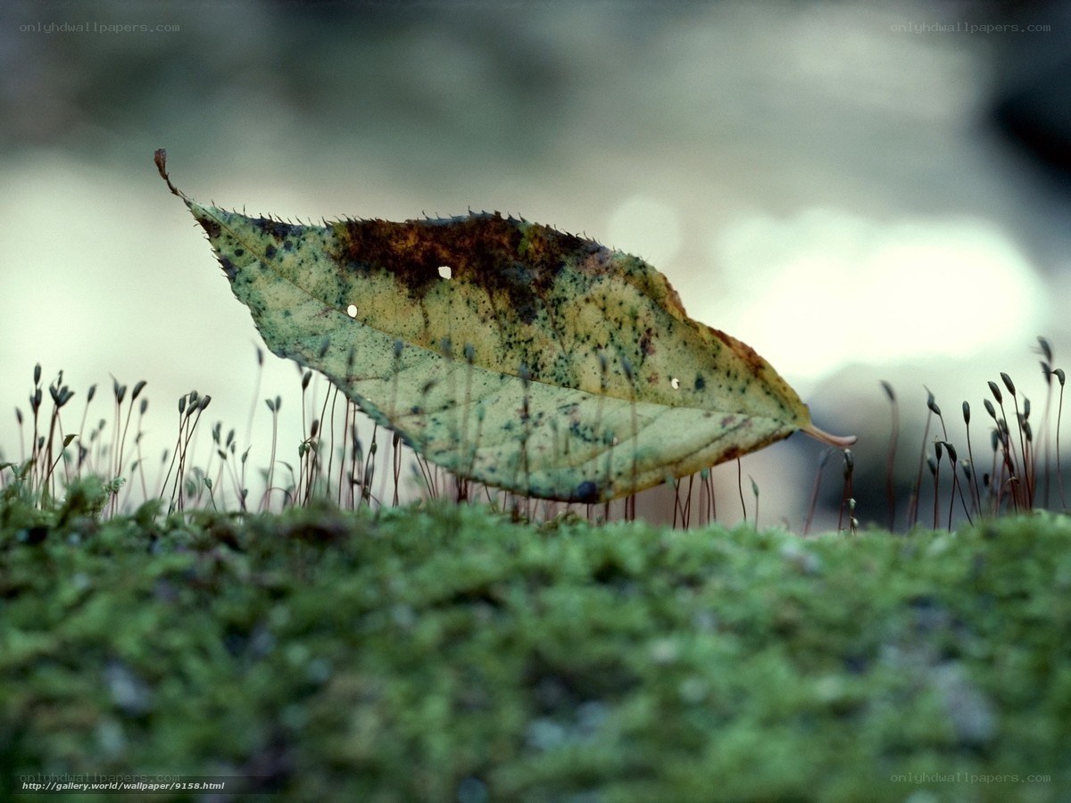 Decaying leaf on moss