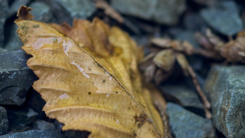 Decaying Leaf on Rocks
