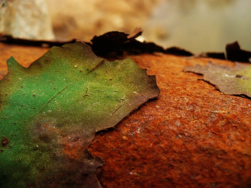 Decaying leaf on rusty surface