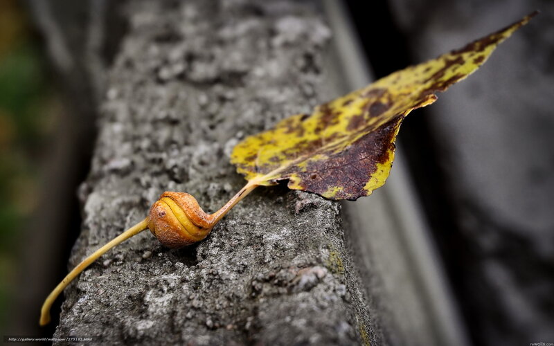 Decaying Leaf on Stone