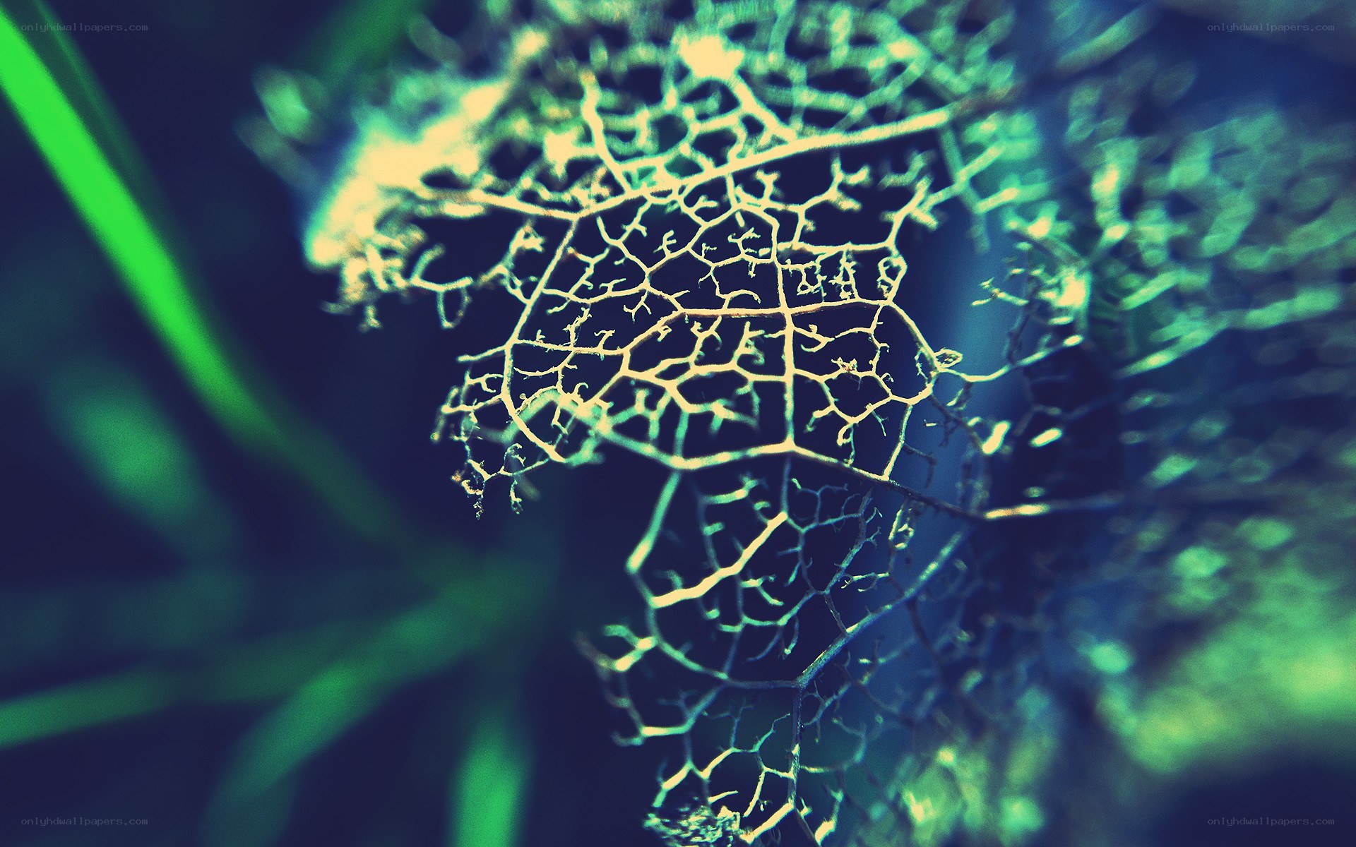 Decaying leaf skeleton