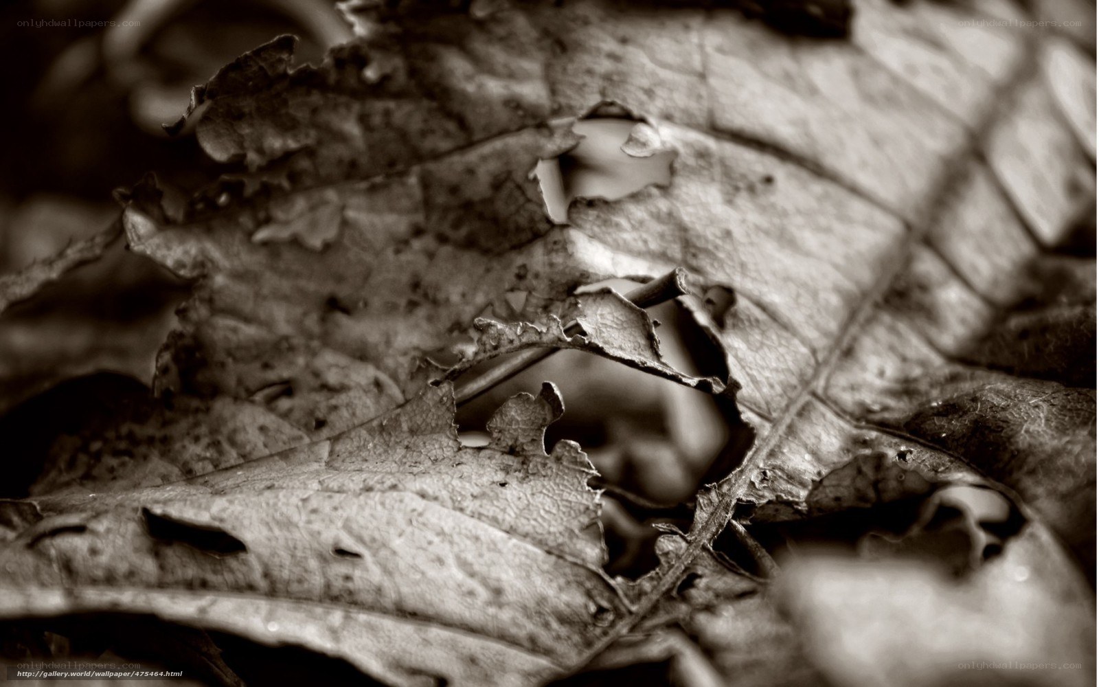Decaying leaf texture