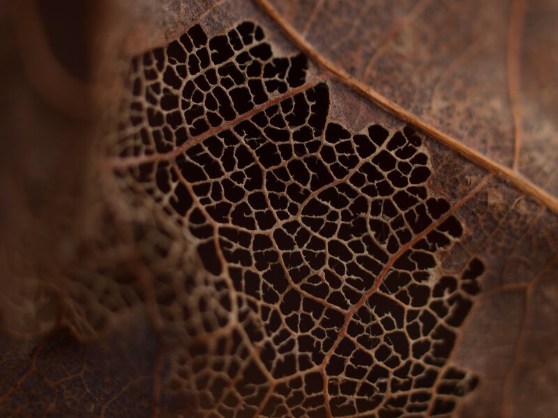 Decaying leaf vein structure