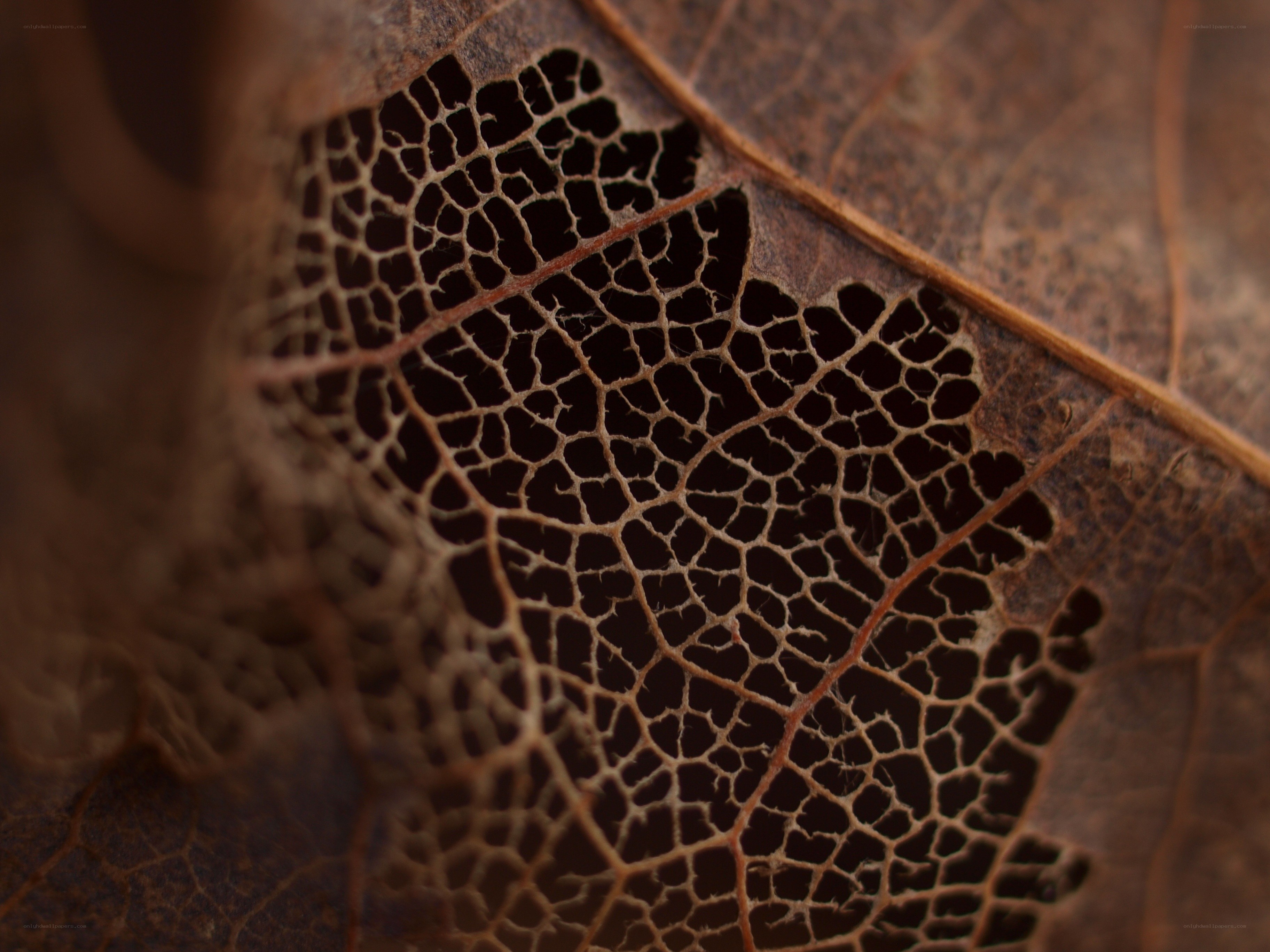 Decaying leaf vein structure