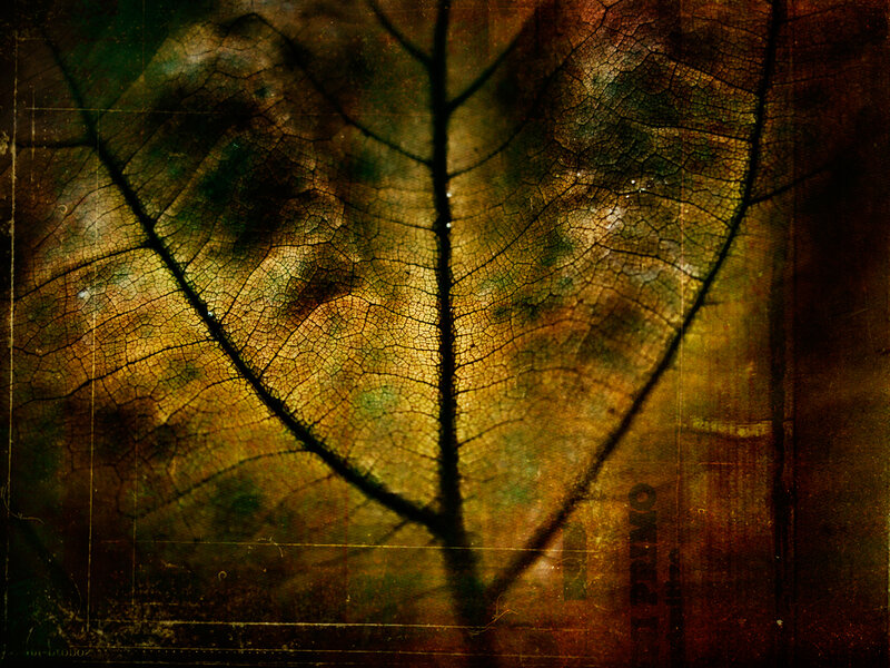 Decaying leaf vein texture