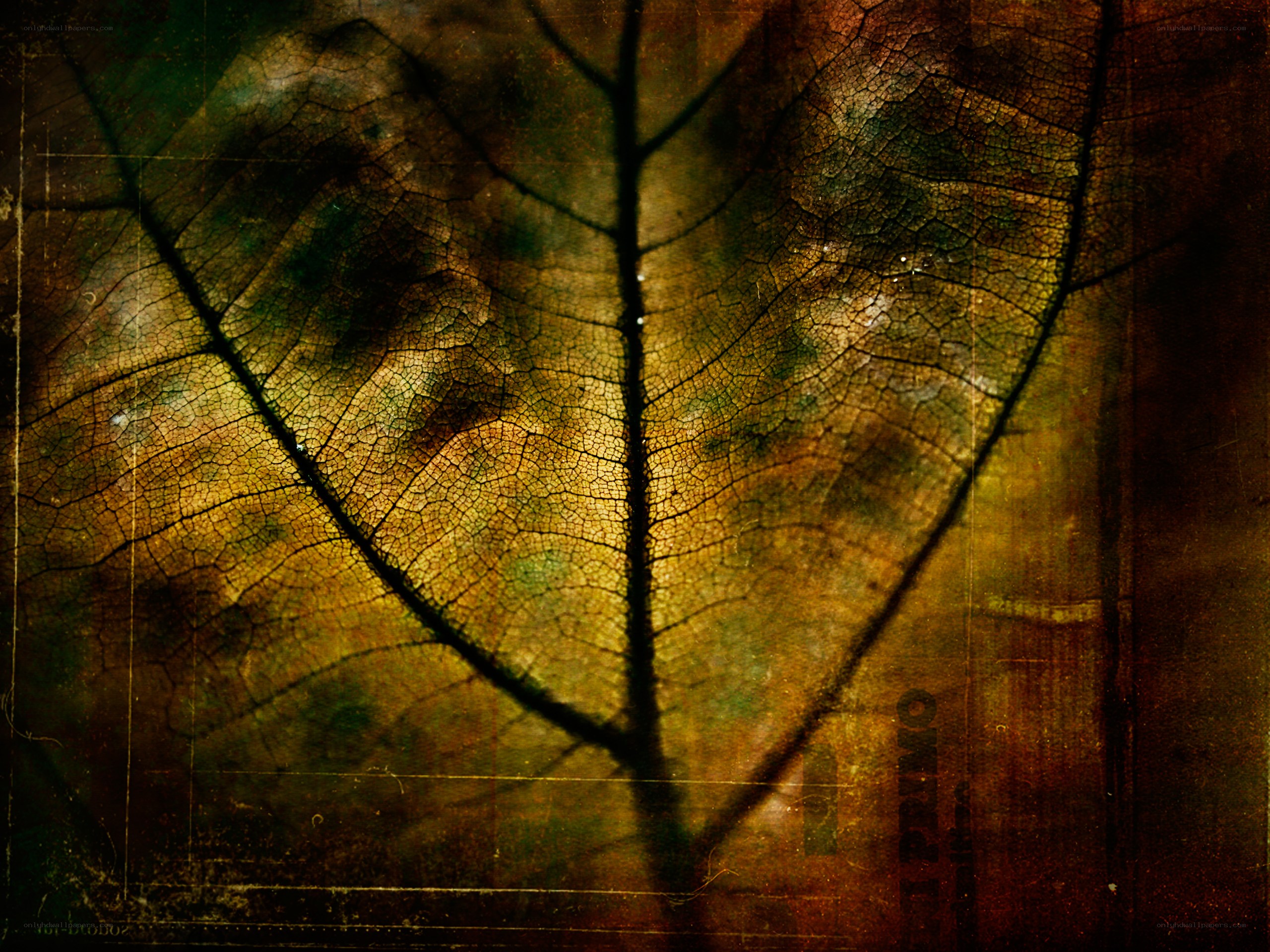 Decaying leaf vein texture