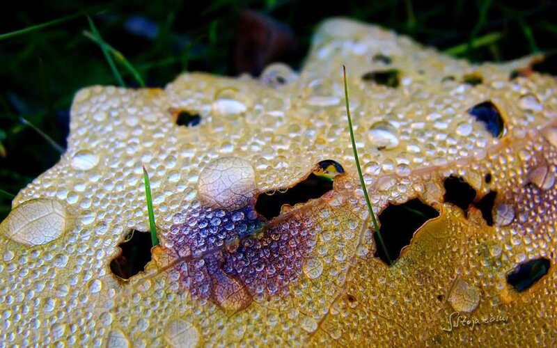 Decaying Leaf with Dew