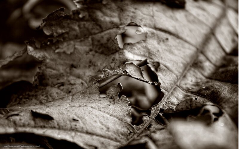 Decaying Leaf with Holes — Black