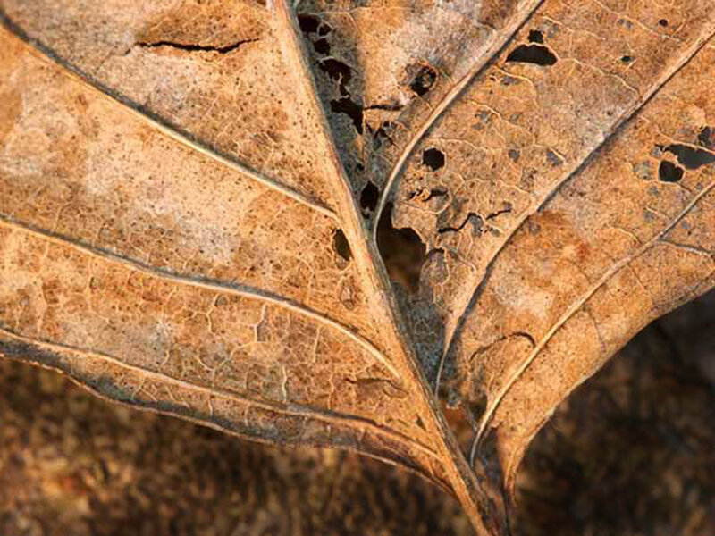 Decaying Leaf with Holes — Brown