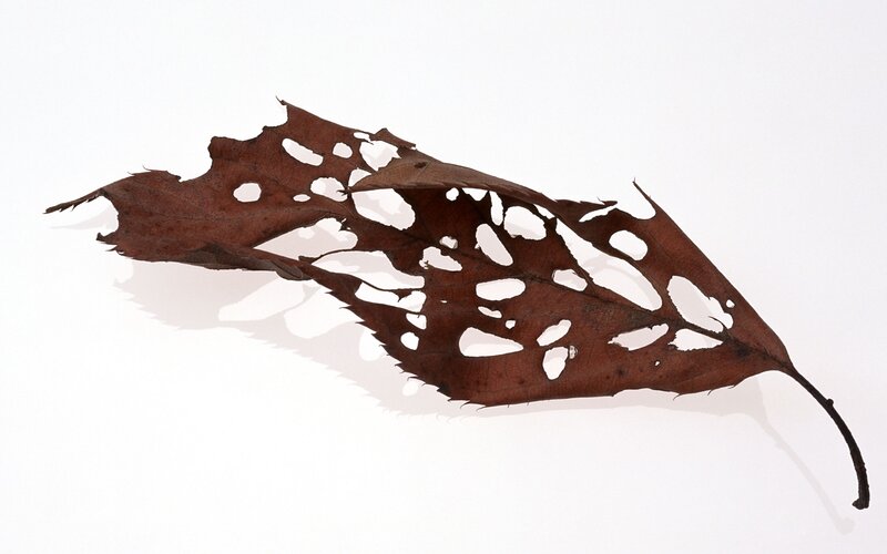Decaying leaf with holes