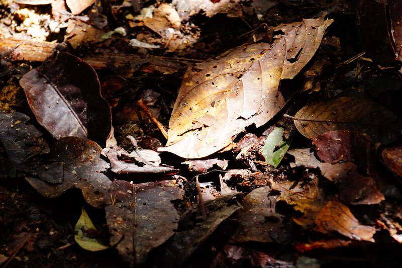 Decaying Leaves on Forest Floor