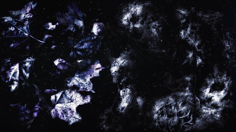 Decaying Leaves on Ground