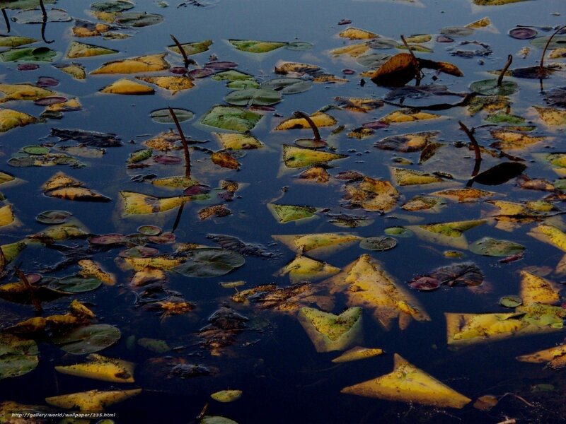 Decaying leaves on pond surface