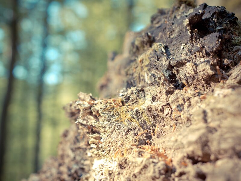decaying log in forest