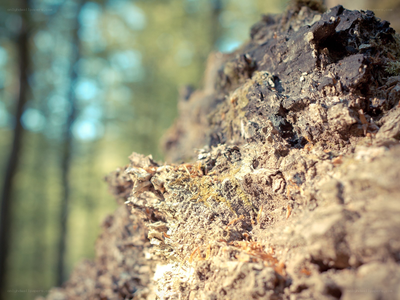 decaying log in forest