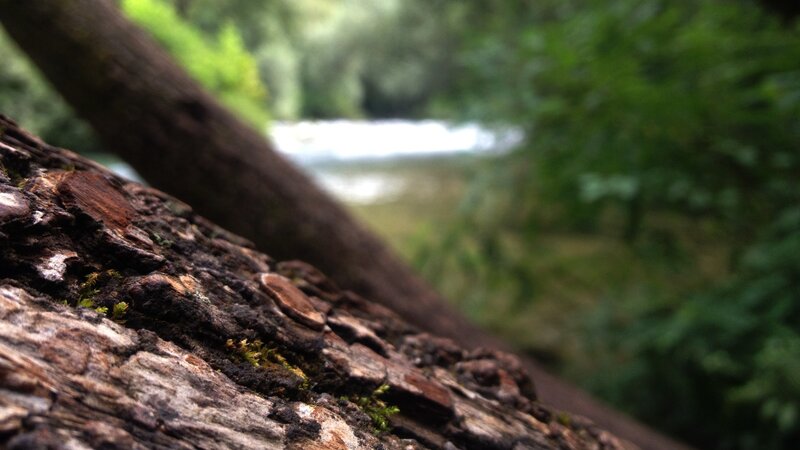 Decaying Log in Forest — Brown