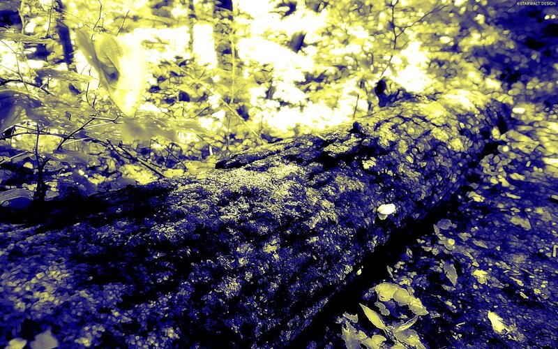 Decaying Log in Forest — Yellow
