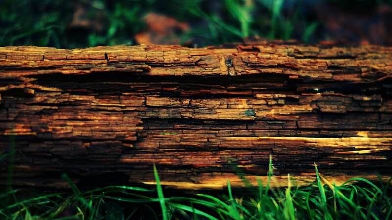 Decaying Log in Grass — Brown