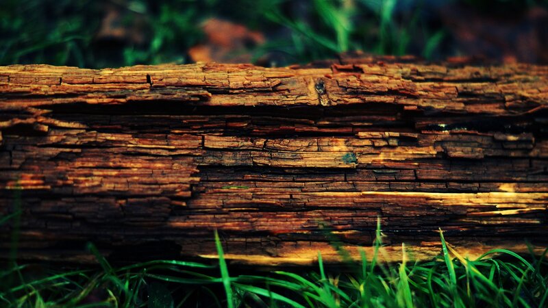 decaying log in grass