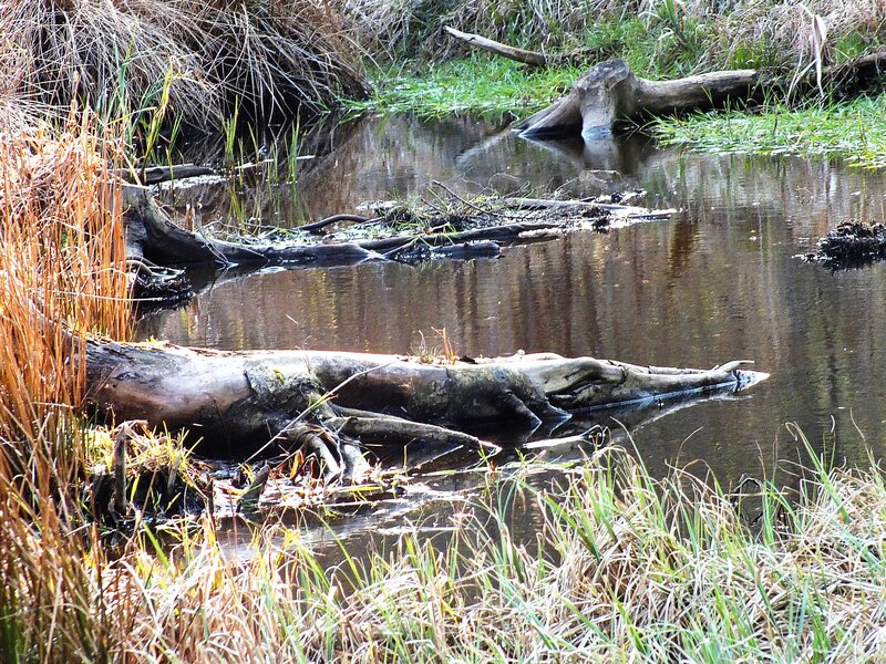 Decaying Log in Pond