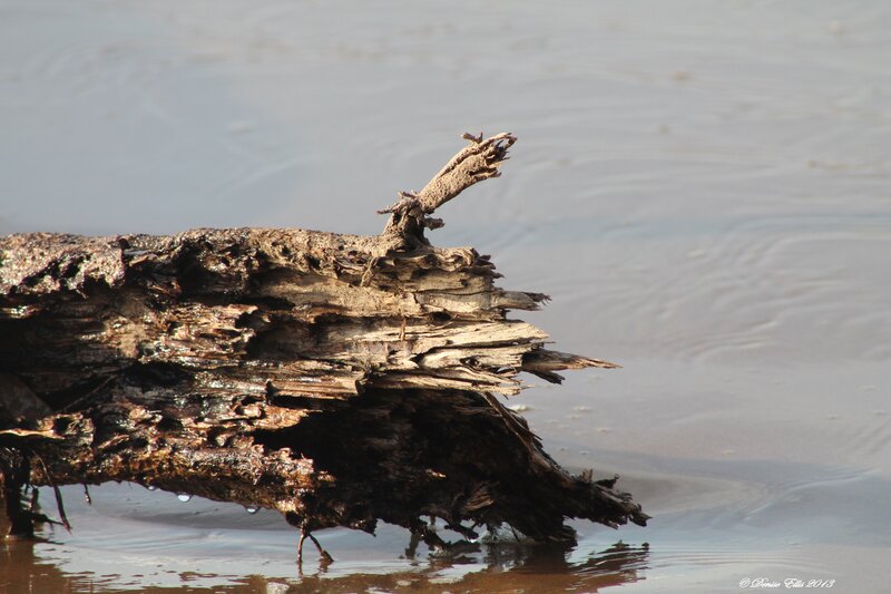 Decaying Log in Water