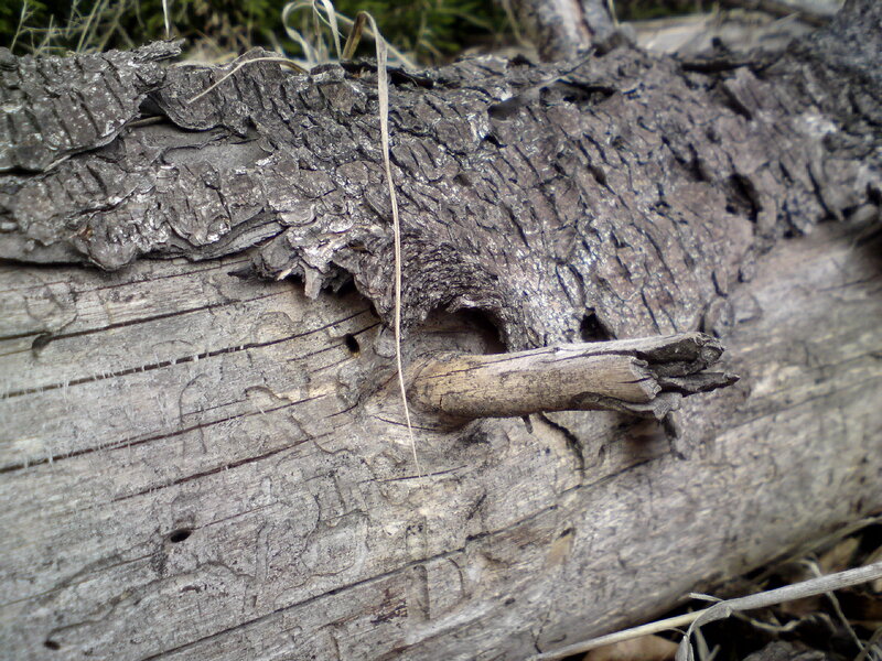 decaying log with carved markings