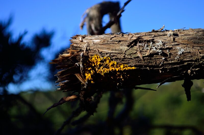 Decaying Log with Lichen