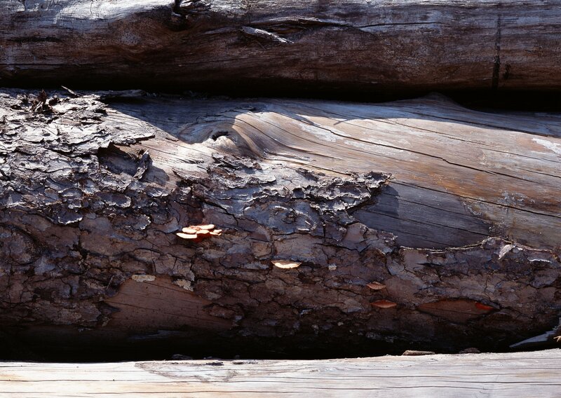 decaying logs with mushrooms