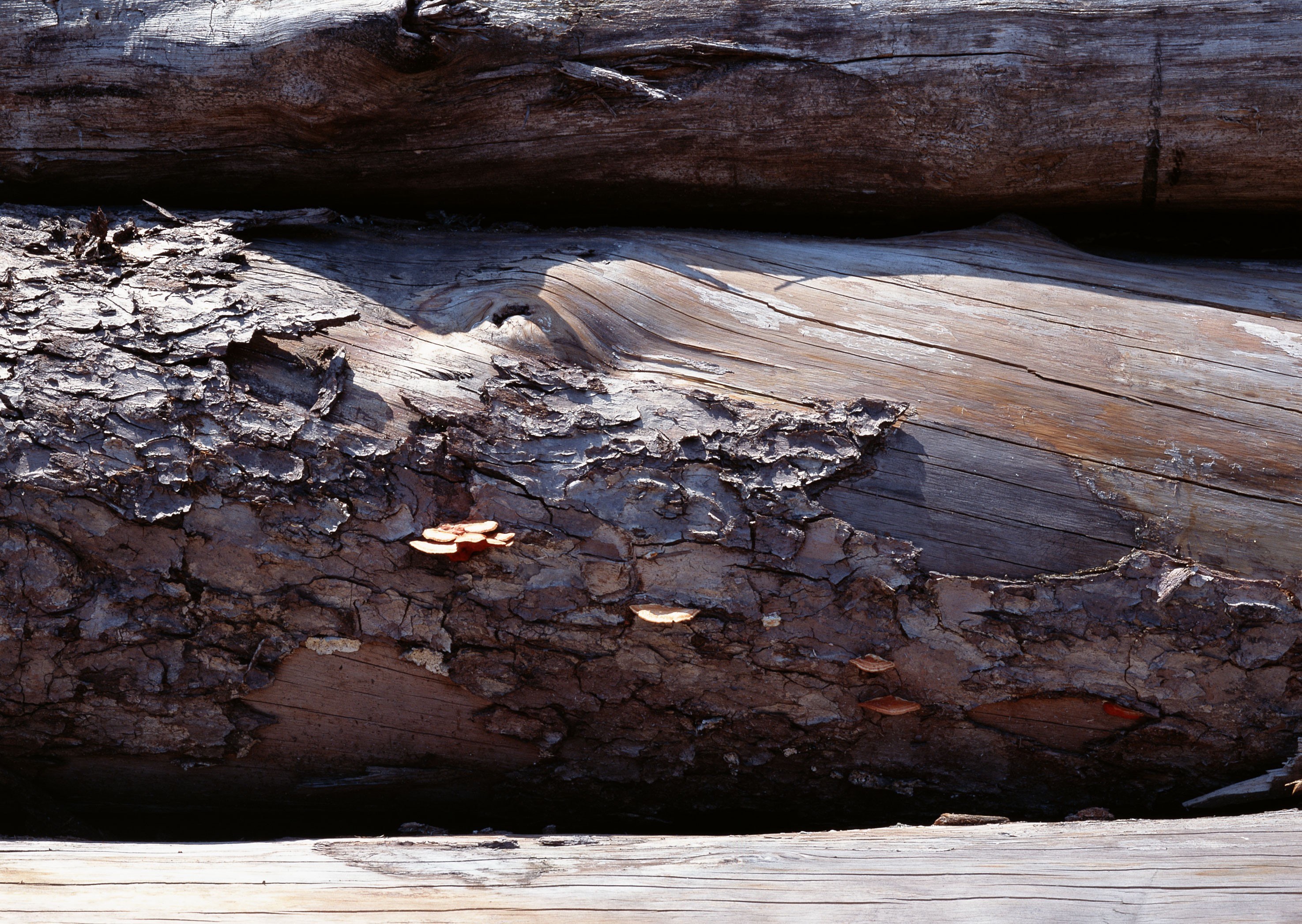 decaying logs with mushrooms