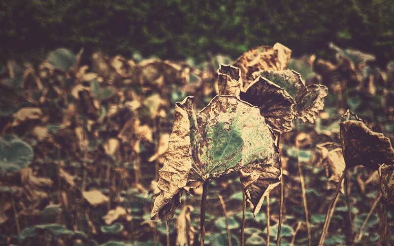 decaying lotus leaves in autumn