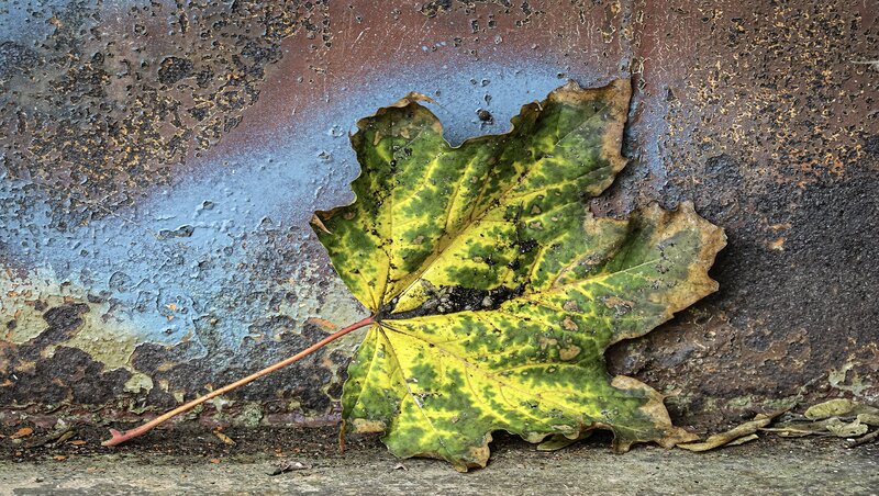 Decaying Maple Leaf — Green