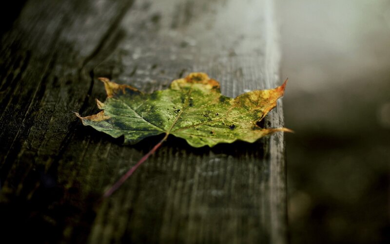 Decaying Maple Leaf