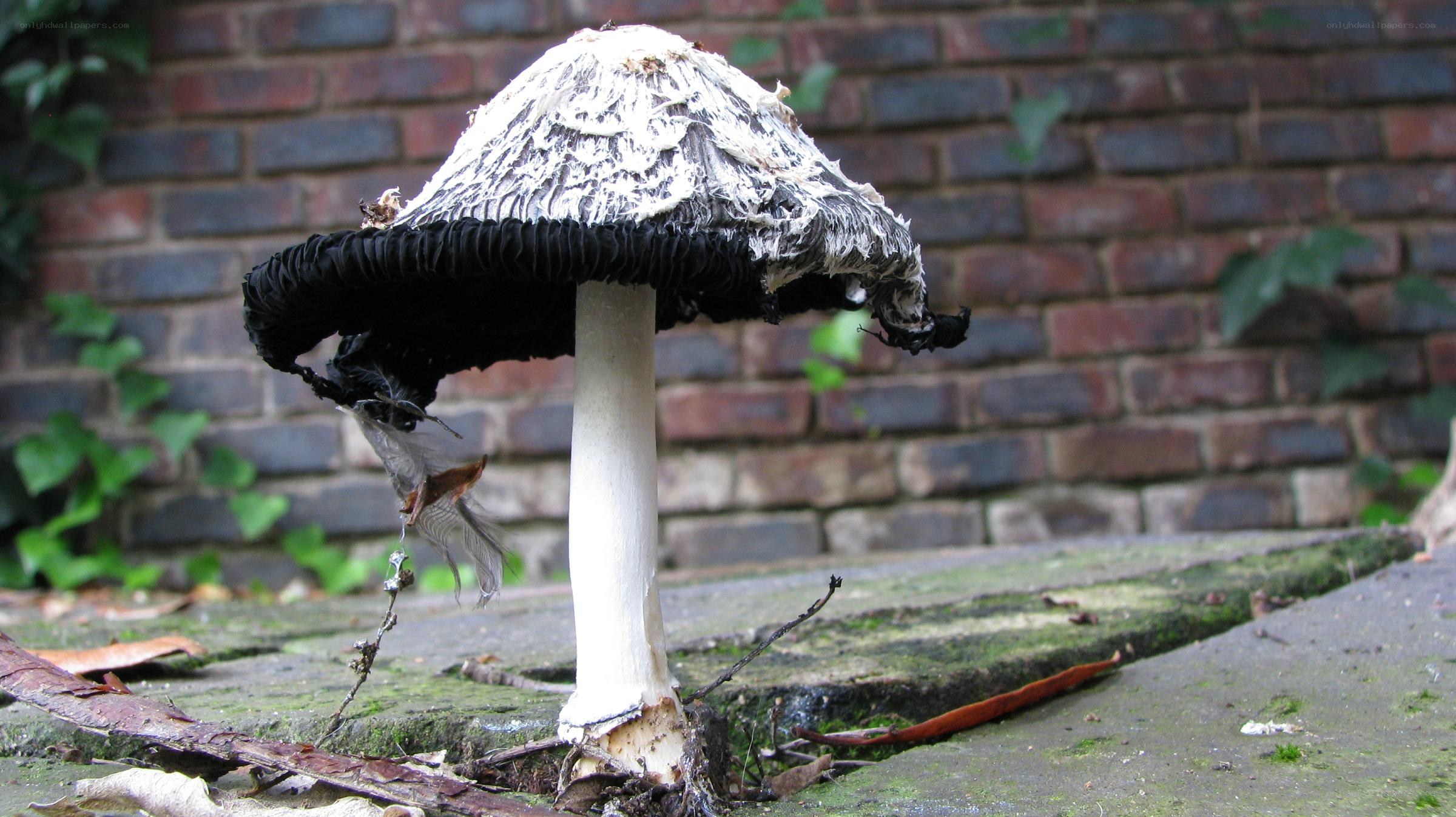 Decaying mushroom on pavement