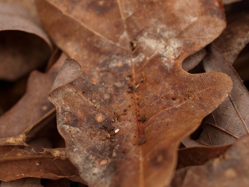 Decaying oak leaf on forest floor