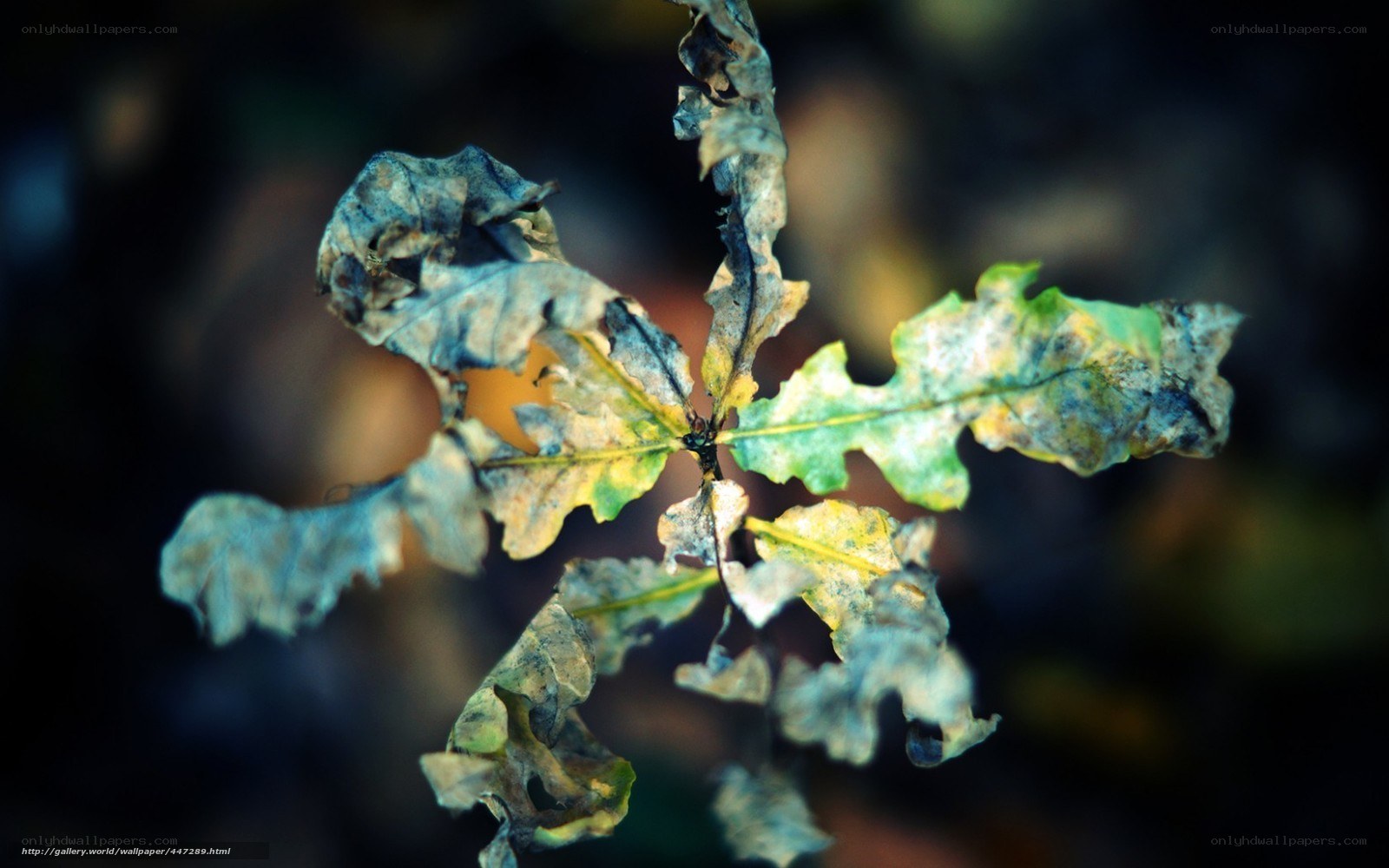 Decaying oak leaves in autumn