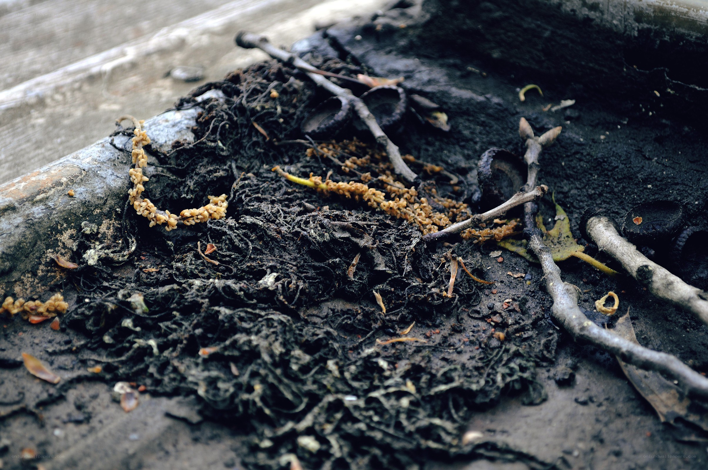 decaying organic matter on concrete
