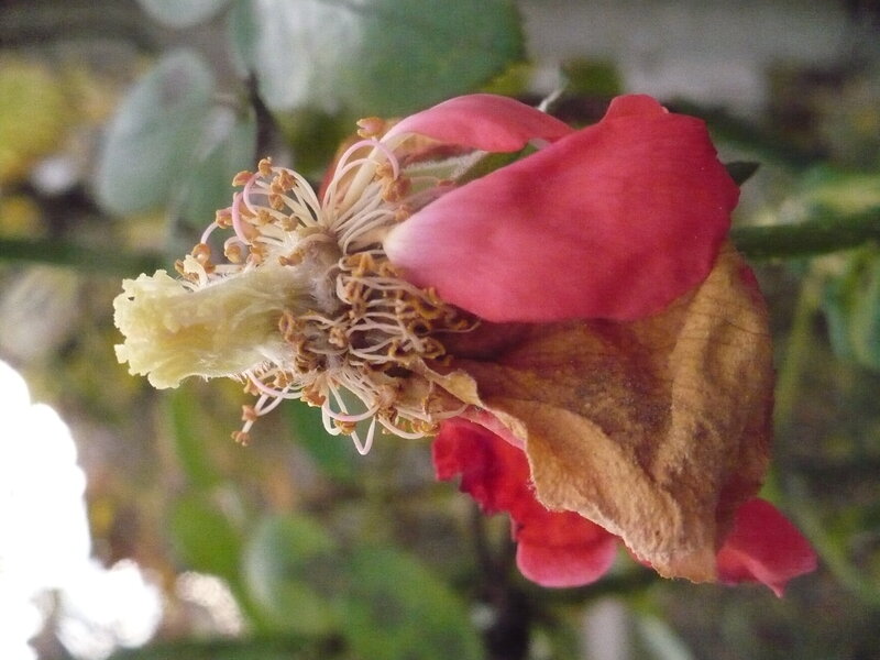 Decaying Rose Flower