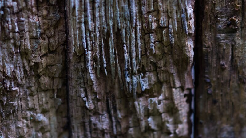 Decaying Tree Bark — Brown, Natural