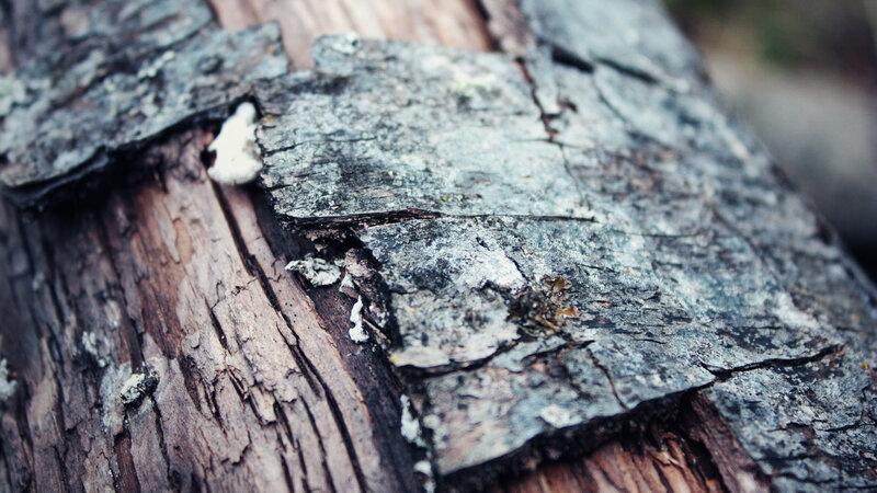 decaying tree bark close-up