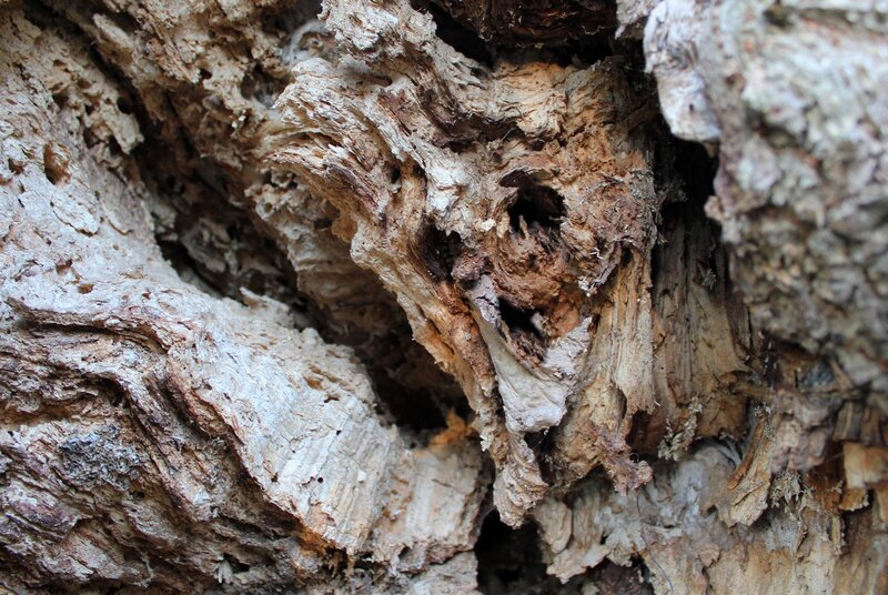 Decaying Tree Bark