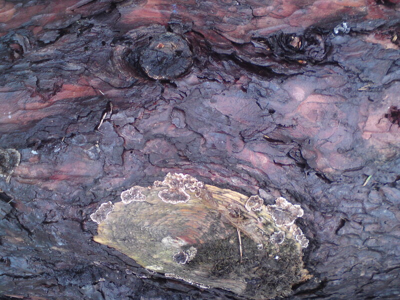 decaying tree bark with fungi