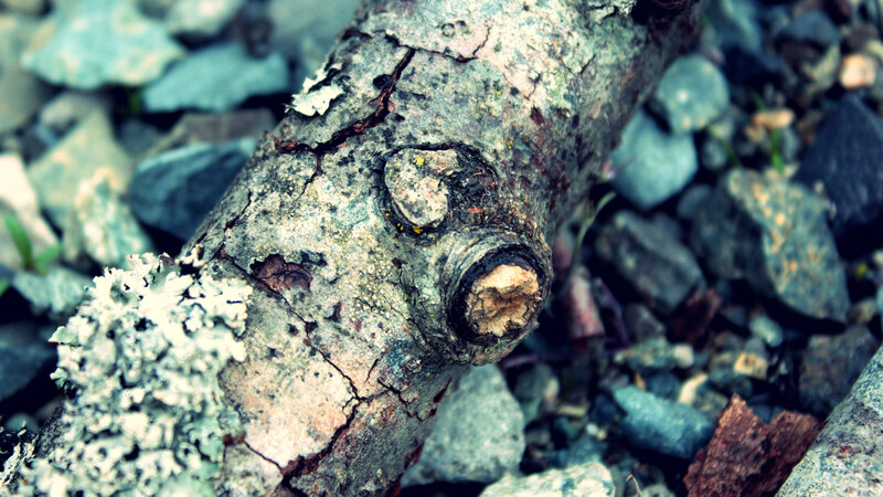 Decaying Tree Branch — Gray