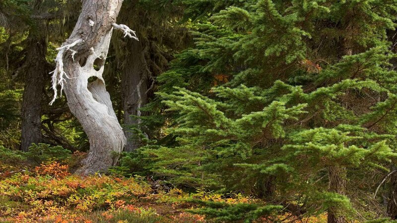 Decaying Tree in Forest — Green