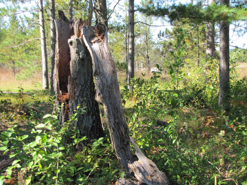 decaying tree in forest