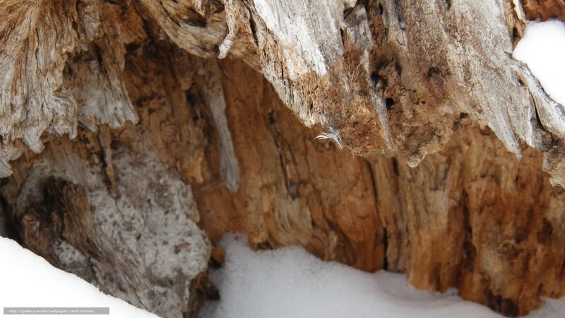 decaying tree in snow