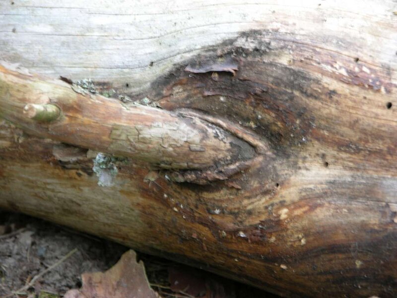 Decaying Tree Log