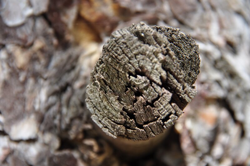 Decaying Tree Stump — Brown, Natural