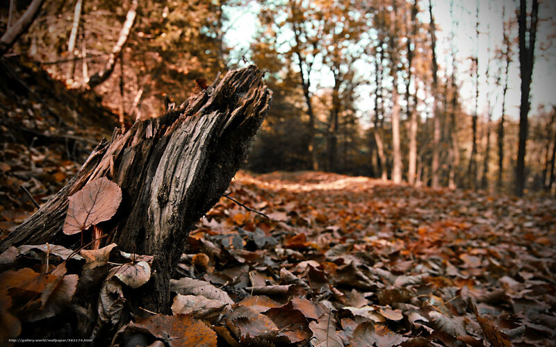 Decaying Tree Stump — Brown, Serene, Autumn
