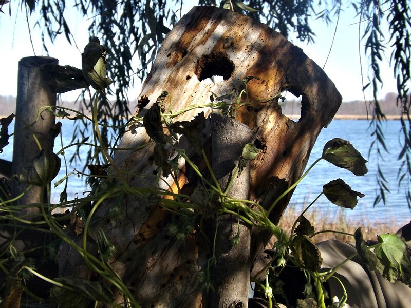 Decaying Tree Stump — Brown