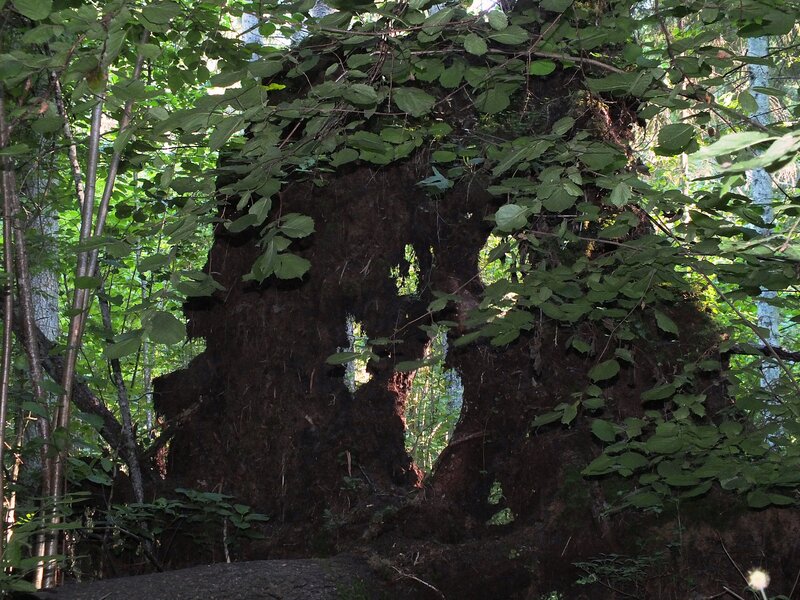 Decaying Tree Stump — Green, Natural